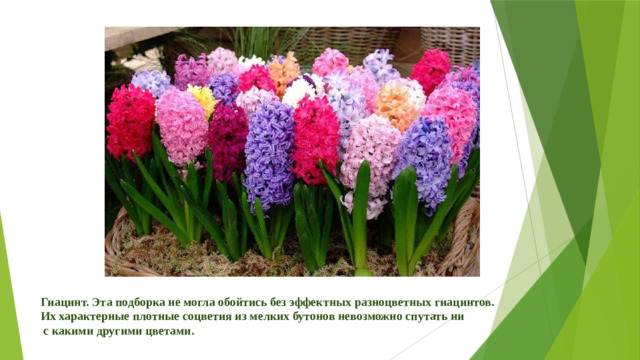 Гиацинт. Эта подборка не могла обойтись без эффектных разноцветных гиацинтов. Их характерные плотные соцветия из мелких бутонов невозможно спутать ни  с какими другими цветами.
