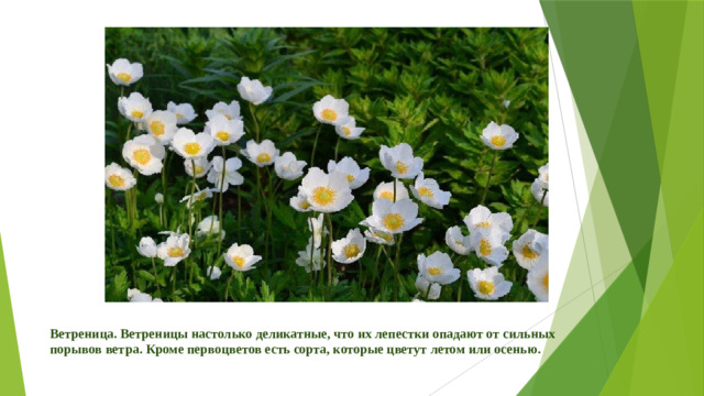 Ветреница. Ветреницы настолько деликатные, что их лепестки опадают от сильных порывов ветра. Кроме первоцветов есть сорта, которые цветут летом или осенью.