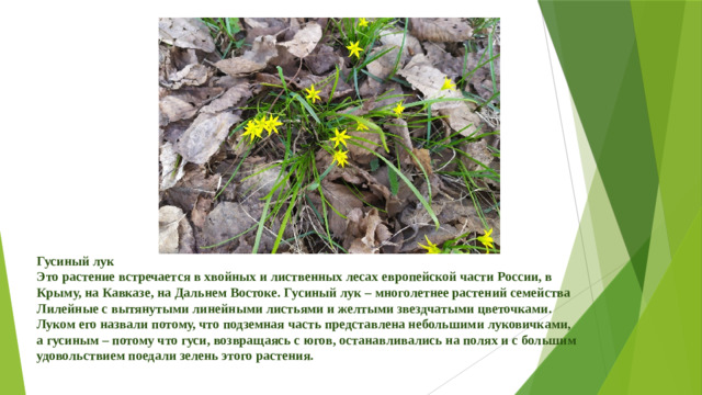 Гусиный лук Это растение встречается в хвойных и лиственных лесах европейской части России, в Крыму, на Кавказе, на Дальнем Востоке. Гусиный лук – многолетнее растений семейства Лилейные с вытянутыми линейными листьями и желтыми звездчатыми цветочками. Луком его назвали потому, что подземная часть представлена небольшими луковичками, а гусиным – потому что гуси, возвращаясь с югов, останавливались на полях и с большим удовольствием поедали зелень этого растения.