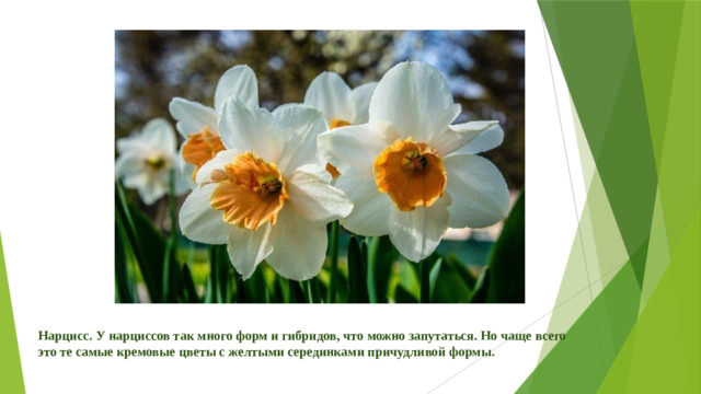 Нарцисс. У нарциссов так много форм и гибридов, что можно запутаться. Но чаще всего это те самые кремовые цветы с желтыми серединками причудливой формы.