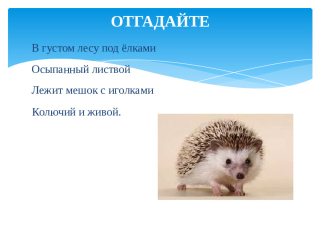 ОТГАДАЙТЕ В густом лесу под ёлками Осыпанный листвой Лежит мешок с иголками  Колючий и живой.