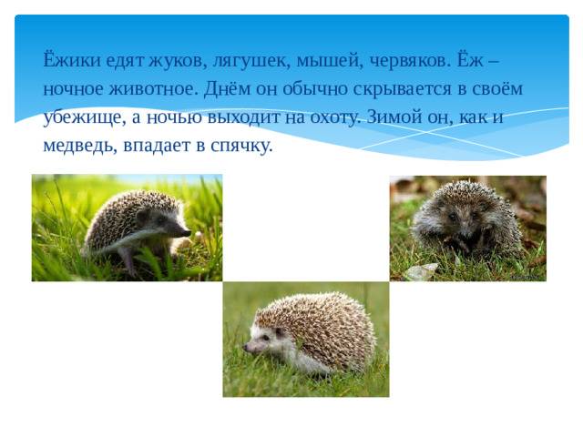 Ёжики едят жуков, лягушек, мышей, червяков. Ёж – ночное животное. Днём он обычно скрывается в своём убежище, а ночью выходит на охоту. Зимой он, как и медведь, впадает в спячку.