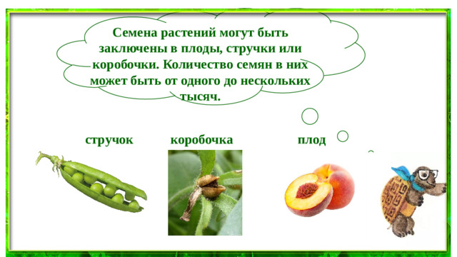 Семена растений могут быть заключены в плоды, стручки или коробочки. Количество семян в них может быть от одного до нескольких тысяч.    стручок коробочка плод
