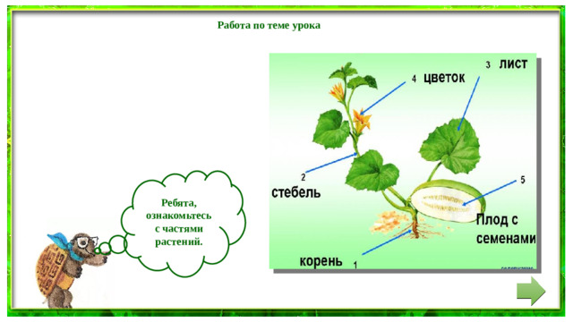 Работа по теме урока  Ребята, ознакомьтесь с частями растений.