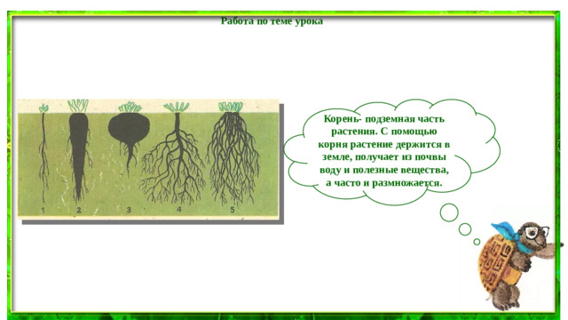 Работа по теме урока  Корень- подземная часть растения. С помощью корня растение держится в земле, получает из почвы воду и полезные вещества, а часто и размножается.