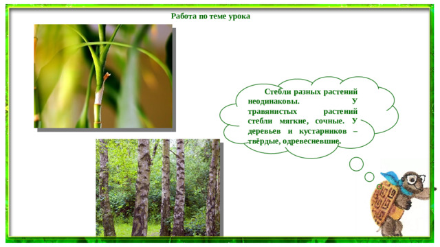 Работа по теме урока   Стебли разных растений неодинаковы. У травянистых растений стебли мягкие, сочные. У деревьев и кустарников – твёрдые, одревесневшие.