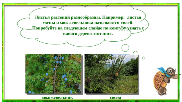 Листья растений разнообразны. Например:  листья сосны и можжевельника называются хвоей. Попробуйте на следующем слайде по контуру узнать с какого дерева этот лист.   можжевельник сосна