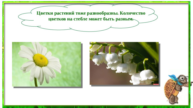 Цветки растений тоже разнообразны. Количество цветков на стебле может быть разным.
