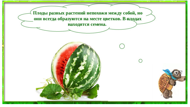 Плоды разных растений непохожи между собой, но они всегда образуются на месте цветков. В плодах находятся семена.