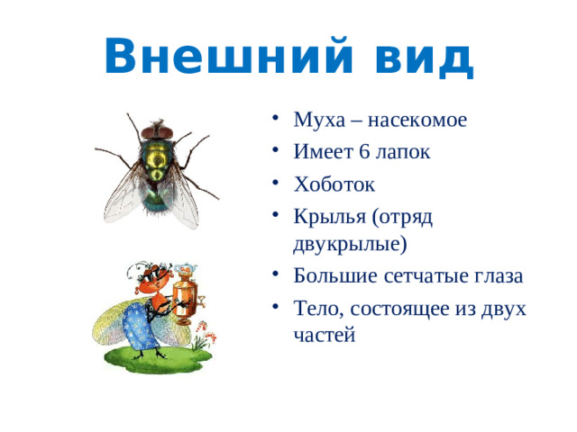Внешний вид