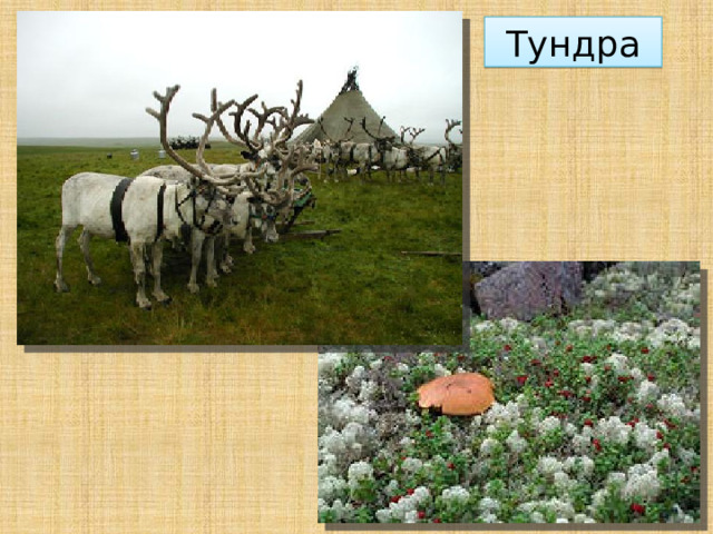 Тундра