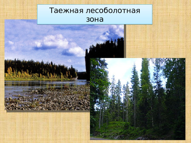 Таежная лесоболотная зона