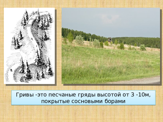 Гривы -это песчаные гряды высотой от 3 -10м, покрытые сосновыми борами