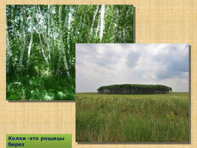 Колки -это рощицы берез