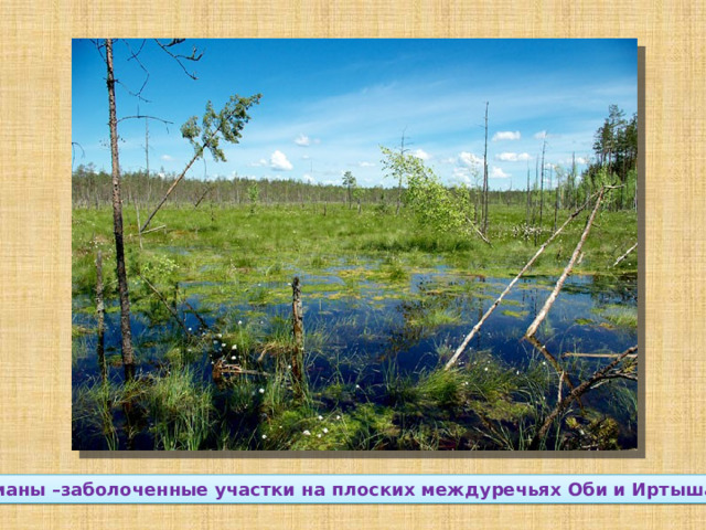 Урманы –заболоченные участки на плоских междуречьях Оби и Иртыша