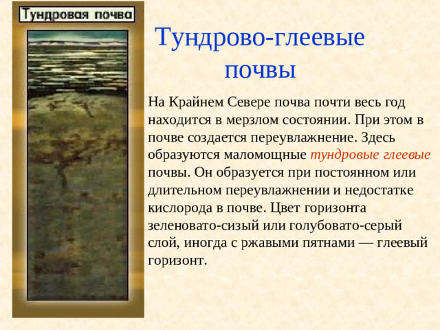 Тундрово-глеевые почвы На Крайнем Севере почва почти весь год находится в мерзлом состоянии. При этом в почве создается переувлажнение. Здесь образуются маломощные тундровые глеевые  почвы. Он образуется при постоянном или длительном переувлажнении и недостатке кислорода в почве. Цвет горизонта зеленовато-сизый или голубовато-серый слой, иногда с ржавыми пятнами — глеевый горизонт.
