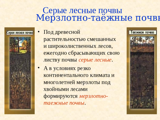 Мерзлотно-таёжные почвы Серые лесные почвы