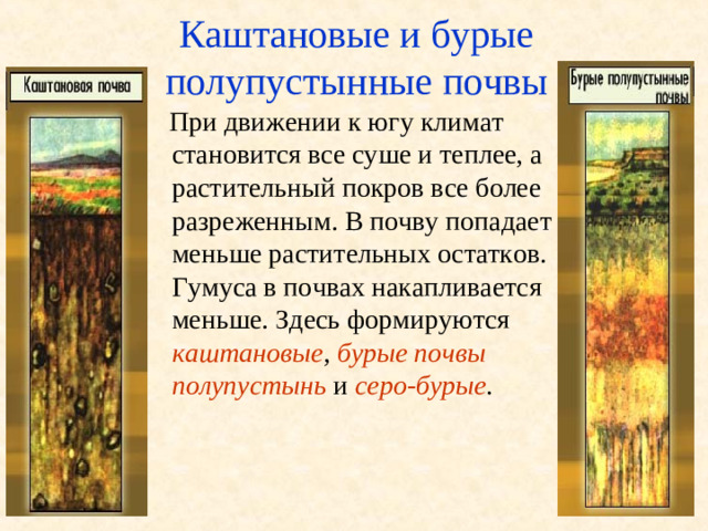 Каштановые и бурые полупустынные почвы  При движении к югу климат становится все суше и теплее, а растительный покров все более разреженным. В почву попадает меньше растительных остатков. Гумуса в почвах накапливается меньше. Здесь формируются каштановые , бурые почвы полупустынь  и серо-бурые .