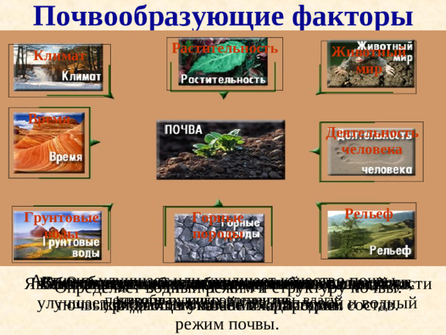 Почвообразующие факторы Растительность Животный мир Климат Время Деятельность человека Рельеф Грунтовые воды Горные породы Активно улучшает или ухудшает качество почвы. Способствует накоплению органических веществ, улучшает физические свойства, тепловой и водный режим почвы. Вспомните какую роль играет в образовании почв каждый из указанных факторов. Являются источником образования минеральной части почвы, влияющим на её механический состав. Обеспечивает образование перегноя – вещества, придающего почве плодородие. Определяет распределение климатических почвообразующих элементов.  Влияет на тип и качество почвы, воздействуя на растения, животных, микроорганизмы, влагу. Определяет мощность почвенного слоя. Определяет водный режим и структуру почвы.