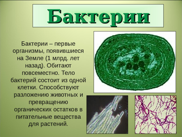 Бактерии Бактерии – первые организмы, появившиеся на Земле (1 млрд. лет назад). Обитают повсеместно. Тело бактерий состоит из одной клетки. Способствуют разложению животных и превращению органических остатков в питательные вещества для растений.