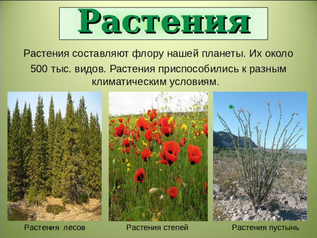 Растения Растения составляют флору нашей планеты. Их около 500 тыс. видов. Растения приспособились к разным климатическим условиям.  Растения лесов  Растения степей  Растения пустынь