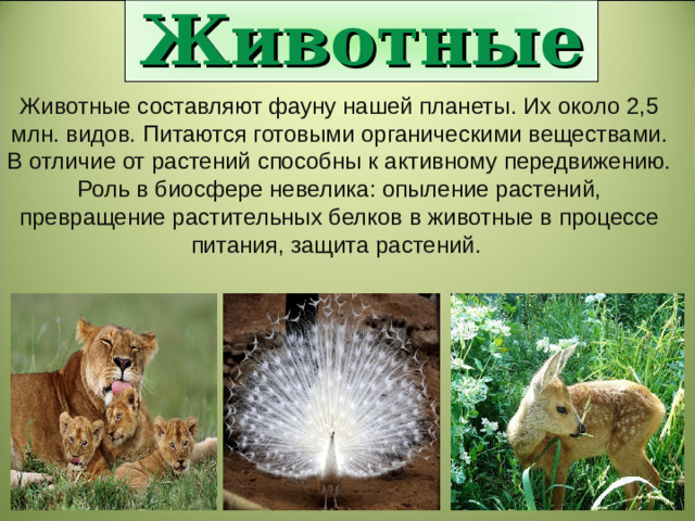 Животные Животные составляют фауну нашей планеты. Их около 2,5 млн. видов. Питаются готовыми органическими веществами. В отличие от растений способны к активному передвижению. Роль в биосфере невелика: опыление растений, превращение растительных белков в животные в процессе питания, защита растений.