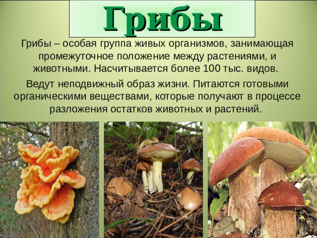 Грибы Грибы – особая группа живых организмов, занимающая промежуточное положение между растениями, и животными. Насчитывается более 100 тыс. видов. Ведут неподвижный образ жизни. Питаются готовыми органическими веществами, которые получают в процессе разложения остатков животных и растений.