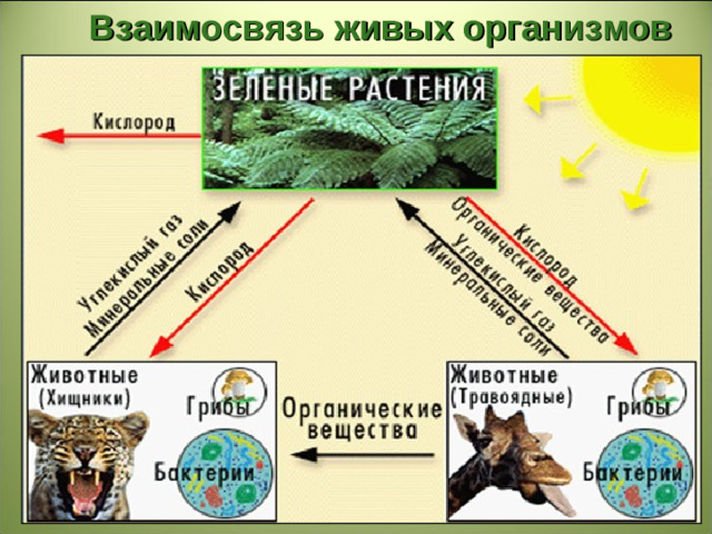 Взаимосвязь живых организмов