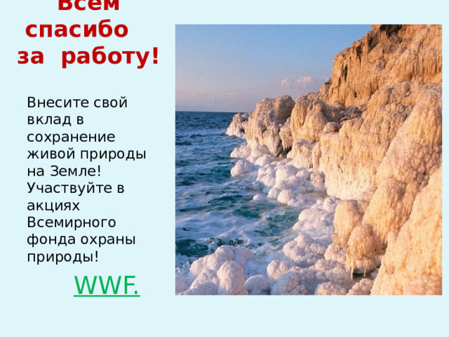 Всем спасибо за работу! Внесите свой вклад в сохранение живой природы на Земле! Участвуйте в акциях Всемирного фонда охраны природы!  WWF.