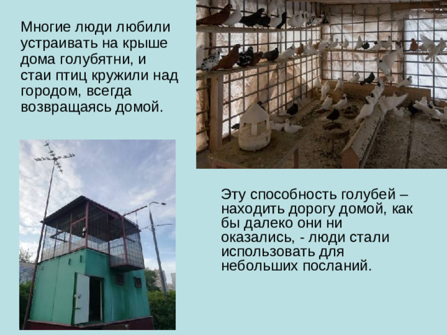 Многие люди любили устраивать на крыше дома голубятни, и стаи птиц кружили над городом, всегда возвращаясь домой. Эту способность голубей – находить дорогу домой, как бы далеко они ни оказались, - люди стали использовать для небольших посланий.