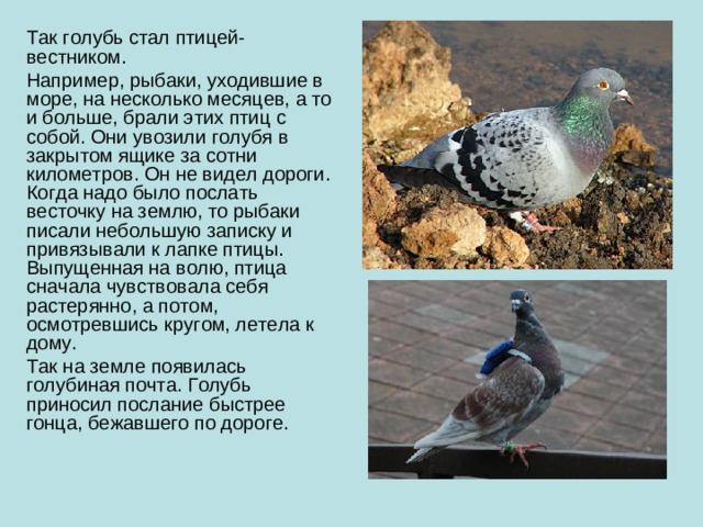 Так голубь стал птицей-вестником. Например, рыбаки, уходившие в море, на несколько месяцев, а то и больше, брали этих птиц с собой. Они увозили голубя в закрытом ящике за сотни километров. Он не видел дороги. Когда надо было послать весточку на землю, то рыбаки писали небольшую записку и привязывали к лапке птицы. Выпущенная на волю, птица сначала чувствовала себя растерянно, а потом, осмотревшись кругом, летела к дому. Так на земле появилась голубиная почта. Голубь приносил послание быстрее гонца, бежавшего по дороге.