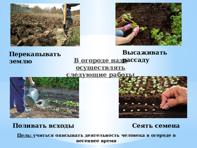 Высаживать рассаду Перекапывать землю В огороде надо осуществлять следующие работы Поливать всходы Сеять семена Цель: учиться описывать деятельность человека в огороде в весеннее время
