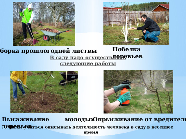 Побелка деревьев Уборка прошлогодней листвы В саду надо осуществлять следующие работы Высаживание молодых деревьев Опрыскивание от вредителей Цель: учиться описывать деятельность человека в саду в весеннее время