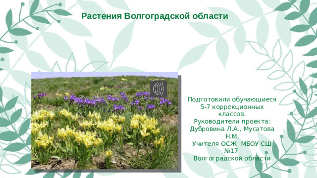 Растения Волгоградской области Подготовили обучающиеся 5-7 коррекционных классов. Руководители проекта: Дубровина Л.А., Мусатова Н.М. Учителя ОСЖ МБОУ СШ №17 Волгоградской области