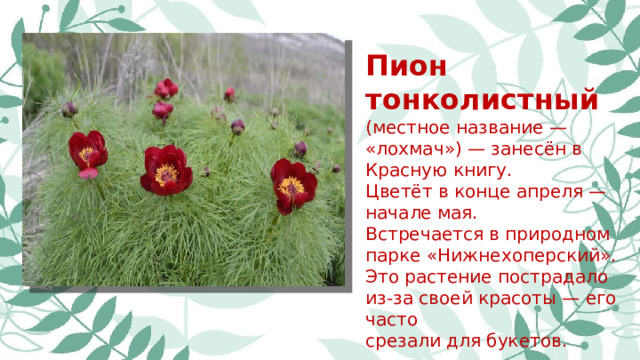 Пион тонколистный (местное название — «лохмач») — занесён в Красную книгу. Цветёт в конце апреля — начале мая. Встречается в природном парке «Нижнехоперский». Это растение пострадало из-за своей красоты — его часто срезали для букетов.