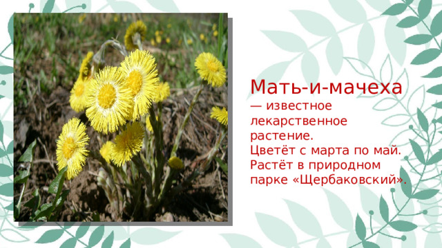 Мать-и-мачеха — известное лекарственное растение. Цветёт с марта по май. Растёт в природном парке «Щербаковский».