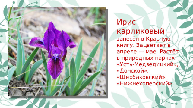 Ирис карликовый — занесён в Красную книгу. Зацветает в апреле — мае. Растёт в природных парках «Усть-Медведицкий», «Донской», «Щербаковский», «Нижнехоперский».
