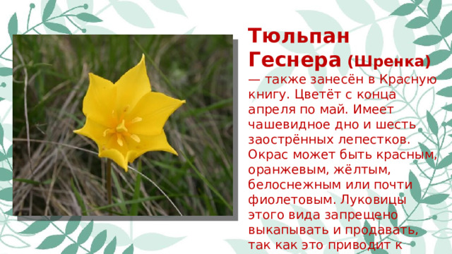 Тюльпан Геснера (Шренка) — также занесён в Красную книгу. Цветёт с конца апреля по май. Имеет чашевидное дно и шесть заострённых лепестков. Окрас может быть красным, оранжевым, жёлтым, белоснежным или почти фиолетовым. Луковицы этого вида запрещено выкапывать и продавать, так как это приводит к вымиранию растения.