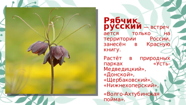 Рябчик русский  — встречается только на территории России, занесён в Красную книгу. Растёт в природных парках «Усть-Медведицкий», «Донской», «Щербаковский», «Нижнехоперский», «Волго-Ахтубинская пойма». 