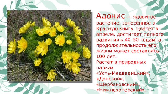 Адонис  — ядовитое растение, занесённое в Красную книгу. Цветёт в апреле, достигает полного развития к 40–50 годам, а продолжительность его жизни может составлять 100 лет. Растёт в природных парках «Усть-Медведицкий», «Донской», «Щербаковский», «Нижнехоперский».