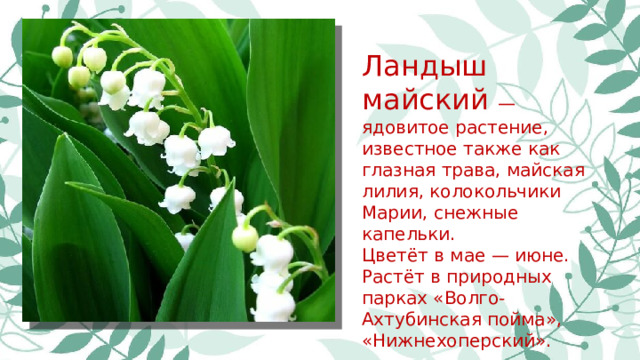 Ландыш майский — ядовитое растение, известное также как глазная трава, майская лилия, колокольчики Марии, снежные капельки. Цветёт в мае — июне. Растёт в природных парках «Волго-Ахтубинская пойма», «Нижнехоперский».