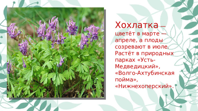 Хохлатка — цветёт в марте — апреле, а плоды созревают в июле. Растёт в природных парках «Усть-Медведицкий», «Волго-Ахтубинская пойма», «Нижнехоперский».