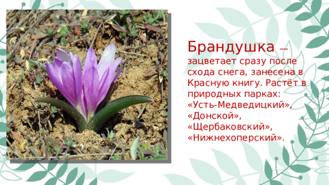 Брандушка  — зацветает сразу после схода снега, занесена в Красную книгу. Растёт в природных парках: «Усть-Медведицкий», «Донской», «Щербаковский», «Нижнехоперский».
