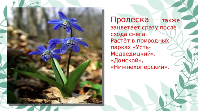 Пролеска — также зацветает сразу после схода снега. Растёт в природных парках «Усть-Медведицкий», «Донской», «Нижнехоперский».
