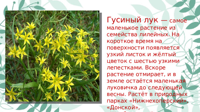 Гусиный лук — самое маленькое растение из семейства лилейных. На короткое время на поверхности появляется узкий листок и жёлтый цветок с шестью узкими лепестками. Вскоре растение отмирает, и в земле остаётся маленькая луковичка до следующей весны. Растёт в природных парках «Нижнехоперский», «Донской», «Щербаковский».
