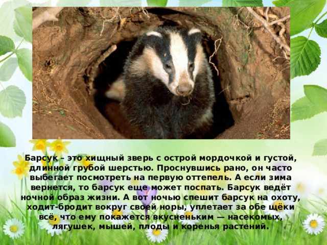 Барсук – это хищный зверь с острой мордочкой и густой, длинной грубой шерстью. Проснувшись рано, он часто выбегает посмотреть на первую оттепель. А если зима вернется, то барсук еще может поспать. Барсук ведёт ночной образ жизни. А вот ночью спешит барсук на охоту, ходит-бродит вокруг своей норы, уплетает за обе щёки всё, что ему покажется вкусненьким — насекомых, лягушек, мышей, плоды и коренья растений.