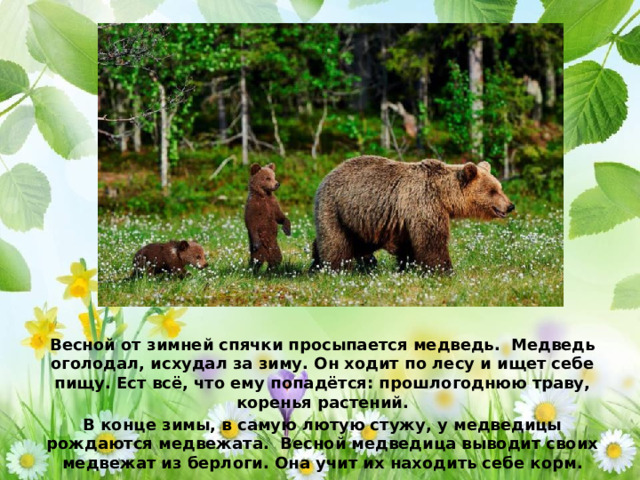 Весной от зимней спячки просыпается медведь. Медведь оголодал, исхудал за зиму. Он ходит по лесу и ищет себе пищу. Ест всё, что ему попадётся: прошлогоднюю траву, коренья растений. В конце зимы, в самую лютую стужу, у медведицы рождаются медвежата. Весной медведица выводит своих медвежат из берлоги. Она учит их находить себе корм.