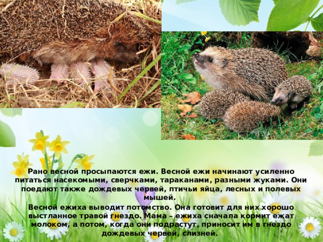 Рано весной просыпаются ежи. Весной ежи начинают усиленно питаться насекомыми, сверчками, тараканами, разными жуками. Они поедают также дождевых червей, птичьи яйца, лесных и полевых мышей. Весной ежиха выводит потомство. Она готовит для них хорошо выстланное травой гнездо. Мама – ежиха сначала кормит ежат молоком, а потом, когда они подрастут, приносит им в гнездо дождевых червей, слизней.