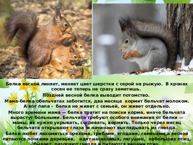 Белка весной линяет, меняет цвет шерстки с серой на рыжую. В кронах сосен ее теперь не сразу заметишь. Поздней весной белка выводит потомство. Мама-белка обельчатах заботится, два месяца кормит бельчат молоком. А вот папа - белка не живет с семьей, он живет отдельно. Много времени мама — белка тратит на поиски корма, иначе бельчата вырастут больными. Бельчата требуют особого внимания от белки — мамы, их нужно укрывать, согревать, кормить. Только через месяц бельчата открывают глаза и начинают выглядывать из гнезда. Белки любят лакомиться орехами, грибами, ягодами, семенами,а весной питаются почками деревьев, едят насекомых, лягушек, небольших птиц, бывает, разоряют гнезда и питаются яйцами птиц.