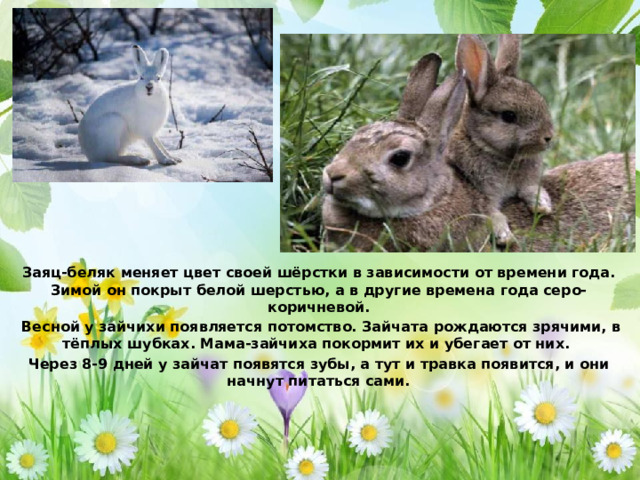 Заяц-беляк меняет цвет своей шёрстки в зависимости от времени года. Зимой он покрыт белой шерстью, а в другие времена года серо-коричневой.  Весной у зайчихи появляется потомство. Зайчата рождаются зрячими, в тёплых шубках. Мама-зайчиха покормит их и убегает от них. Через 8-9 дней у зайчат появятся зубы, а тут и травка появится, и они начнут питаться сами.